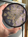 Lavender Queen Anne’s Lace Coaster
