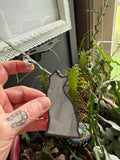3” Gray Cat